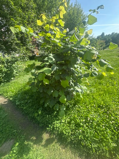 The image shows a close-up of a leafy green plant with large, heart-shaped leaves in the foreground. The plant is in a garden setting, with lush green grass and smaller clover-like plants visible in the background. Sunlight is filtering through the leaves, creating dappled shadows. The sky above is a clear blue with a few faint white clouds, suggesting a sunny day. The scene appears to be outdoors, likely in a residential garden or park. The orientation of the image is rotated 90 degrees counter-clockwise. There are no people or visible text in the image. The overall impression is one of a vibrant, sun-drenched natural environment.
