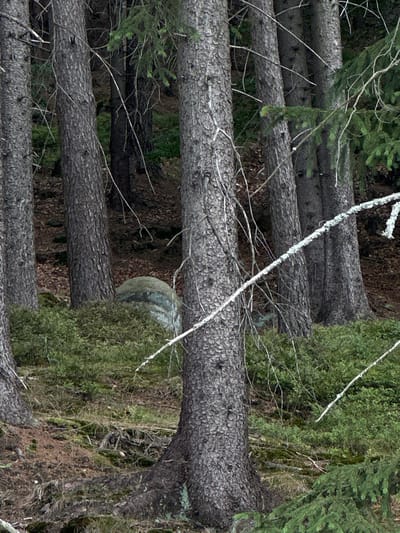 The image depicts a dense forest scene with several mature trees, their bark rough and textured. The ground is covered with a thick carpet of green moss and low-lying shrubs, interspersed with fallen leaves and twigs. A large, rounded boulder, partially obscured by the foliage, is visible towards the left-center of the frame. Thin, dry branches, some with lichen growth, crisscross the foreground and mid-ground, adding to the wild, untamed atmosphere of the forest. The overall impression is one of a natural, undisturbed woodland environment. The image is not specific to Chełmsko Śląskie, Poland, or any other urban location, as it is a natural forest setting. There are no people or specific actions depicted.