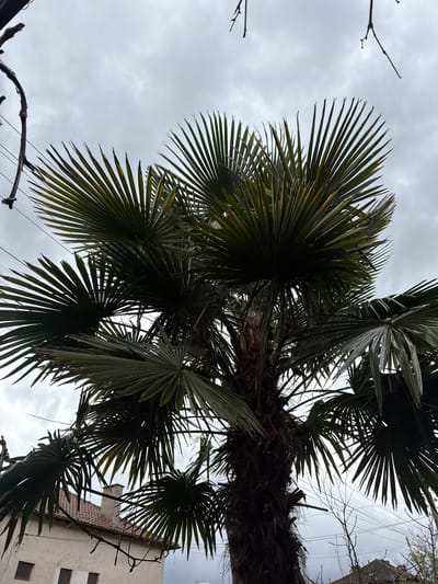 An outdoor scene in Kavrakirovo, Bulgaria, is depicted under an overcast grey sky. A large fan palm tree occupies the central and upper portions of the frame, featuring dark green, radiating fronds, some exhibiting yellowing at their tips. The fibrous, dark brown trunk of the palm tree is visible in the lower center. To the lower left, a section of a light-colored building with a terracotta-tiled roof and a light-colored chimney is partially visible, obscured by the palm foliage. Two rectangular windows are present on the visible portion of the building. Bare, dark deciduous tree branches are observed along the left, top, and lower right edges of the image. A dark utility cable runs along the upper-left edge, draped over one of the bare branches. No individuals are present in the scene.