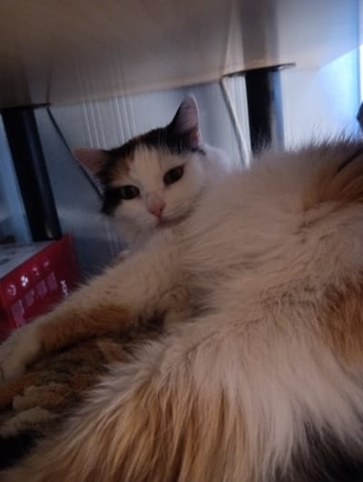 A calico cat is lying down on a surface, possibly a rug or carpet, underneath a table or other furniture. The cat's fur is fluffy and multi-colored, with patches of white, black, and orange. Its head is turned towards the camera, and its green eyes are looking directly at the viewer. The cat appears relaxed and comfortable. The background is blurred and out of focus, but it seems to be an indoor setting, with some vertical lines visible which could be part of a wall or furniture. There is a red object in the lower left corner of the image, which is also partially blurred. The lighting in the image is dim, suggesting it might be an indoor environment with artificial lighting or low natural light. No specific landmarks of Rakvere, Estonia are identifiable in this image.