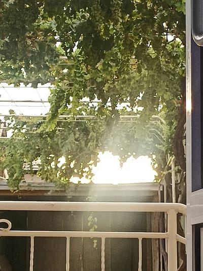 The image shows a balcony railing in front of a dense green canopy of leaves, possibly a vine or tree, with sunlight filtering through, creating bright spots and a hazy effect. In the background, there appears to be a building or structure with a corrugated roof. The overall scene suggests an outdoor setting, likely a residential area. No people or specific landmarks in Chust, Uzbekistan, are identifiable in the image.