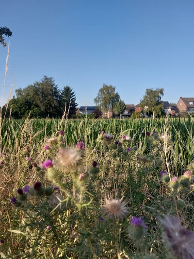 The image depicts a close-up view of thistles in bloom, set against a backdrop of a cornfield and residential buildings under a clear blue sky. The thistles, with their purple flowers and spiky seed heads, are the primary subjects in the foreground, appearing dry and somewhat wispy. Behind them, a dense cornfield stretches across the middle ground. Beyond the cornfield, a row of houses is visible, characterized by tiled roofs and varying architectural styles. The setting appears to be a rural or semi-rural area. The lighting suggests it is either early morning or late afternoon, with the sun casting a warm glow on the vegetation. No people are present in the scene. The image was taken in Herzogenrath, Germany.