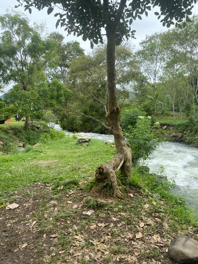 A natural scene features a river flowing through a lush green landscape under an overcast sky. In the foreground, a gnarled tree with exposed roots stands to the right of the frame. Its trunk is leaning, and the roots are partially exposed, with one root extending towards the river. The ground around the tree is covered in dry leaves and sparse grass, with some scattered small stones and debris.
To the left of the tree, a grassy area slopes down towards the river, with more green foliage and some rocks. The river itself is wide and turbulent, with white water indicating a strong current. The riverbanks are lined with dense vegetation, including trees with green leaves and some smaller plants.
In the middle ground, on the left side of the river, there are a few people and what appears to be a vehicle, possibly orange in color, and some red cones, suggesting a picnic or recreational area. A wooden bridge or walkway can be seen crossing the river further upstream. The background is filled with more trees and foliage, extending into the distance, with a hint of mountains or hills visible through the trees. The overall environment suggests a natural park or riverside recreational area in Uning, Indonesia.