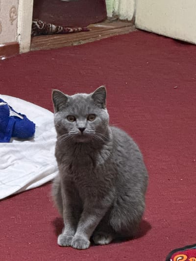 An adorable, fluffy grey cat is the central subject of this indoor photograph. The cat, possibly a British Shorthair given its dense fur and rounded features, is captured looking directly at the camera with large, warm brown eyes. Its head is slightly tilted, conveying a sense of curiosity.
The cat is lying on a rich, dark red carpet or rug, which covers most of the background. Its body is mostly facing away from the camera, with its back legs stretched out behind it, and its front paws appear to be tucked neatly underneath its chest.
To the left of the cat, an architectural corner is visible, suggesting an indoor setting. There's a light-colored wall (possibly white or off-white) meeting a darker, possibly wooden, vertical surface. Some intricate patterns, possibly from a fabric item or decor, are subtly visible near the bottom left.
Directly in front of and slightly beneath the cat's head are two crumpled items: a piece of white fabric, possibly a sheet or cloth, and a distinct bright blue, textured object, which could be a small towel or a soft toy. In the upper right corner of the image, a sliver of a multi-colored object with red, orange, and possibly black patterns is visible, suggesting another decorative item like a cushion or blanket.
The lighting appears to be soft and even, typical of indoor lighting, with no harsh shadows. The overall impression is one of a calm and observant pet in a cozy home environment. There is no visible text in the image. The image is oriented in a way that suggests it was taken from above while the photographer was perhaps leaning or holding the camera at an angle, making the cat appear as if it's on a vertical surface when it's actually on the floor.