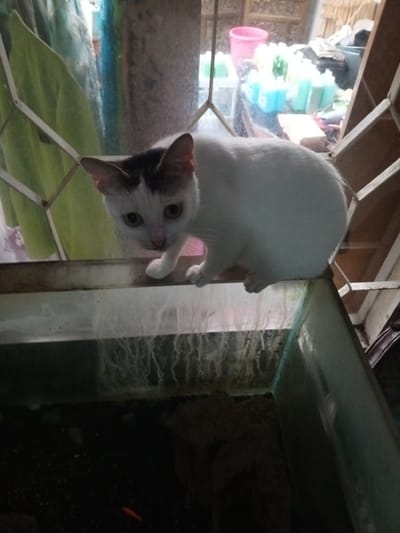 A white cat with distinct black markings on its head and ears is the central subject of the image, poised on the edge of an aquarium. The cat's front paws are visible on the rim, and it looks down with an alert and curious expression into the tank.

Inside the dimly lit aquarium, a small, bright orange fish is visible near the bottom, swimming over dark substrate. The interior glass of the tank above the waterline shows white, string-like deposits, likely mineral residue or algae.

The background offers a glimpse into a domestic setting. To the left, green and light blue fabrics or laundry hang, possibly drying. To the right, through a window or open frame, numerous plastic bottles, predominantly light blue and green, are arranged on a surface, suggesting household cleaning products or toiletries. A pink plastic basket is also discernible in the background. The scene is illuminated by natural daylight filtering in, creating brighter areas in the background while the immediate foreground, particularly inside the tank, remains darker. The window structure appears to be made of simple metal bars. The overall impression is a casual, everyday moment in a home, typical of a residential area such as Kudawa, Sri Lanka. No text is visible in the image.