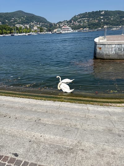 The image depicts a waterfront scene in the city of Como, Italy. In the foreground, stone steps descend towards the water. The water itself is a deep blue and contains some debris near the edge, including leaves and other organic matter. Two white swans are swimming in the shallow water, close to the edge.
In the midground, a stone pier extends into the water, with a metal railing and a paved walkway on top. Further out on the lake, several white sailboats and a larger white ferry are visible.
The background features a lush, green hillside covered with trees and dotted with buildings, indicating a populated area. The sky is clear and blue, suggesting a sunny day. The overall impression is a scenic view of a lakeside city.