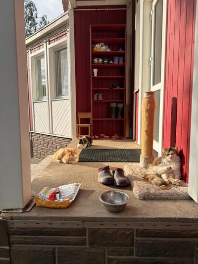 This image depicts a sunlit outdoor porch and entrance area of a house located in Пятрышкаўскі сельскі Савет, Belarus. The house features red wooden vertical siding on the right and a section with white horizontal paneling and two windows on the left. Below the white paneling, a dark brown, rough-hewn stone-effect base is visible.

Three cats are resting on the porch in direct sunlight. In the foreground on the right, a fluffy, long-haired calico cat with brown, white, and orange patches lies on a beige shag rug, leaning against the red wall next to a sisal-wrapped scratching post. To its left, a silver metal bowl is positioned on the concrete porch floor. Further left, a yellow and white plastic package, possibly containing pet food, with a red string and a small metallic object, lies open on the concrete. Two dark, textured shoes with red cuffs are also on the concrete near the bowl.

Towards the back and center, a ginger cat lies on the concrete step, facing slightly towards the viewer. Behind it, on a higher step covered by a dark textured mat, a second calico cat is curled up, facing right. A small, light-wood chair is visible behind this cat, near the back wall.

Against the red wall on the right, a tall, open red wooden shelving unit displays multiple pairs of shoes (sneakers, boots) and a white cup. A set of string lights is visible along the eaves above the windows on the left. The sky, partially visible in the upper left, is light with some cloud cover, and bare tree branches are also seen. The strong sunlight casts defined shadows across the scene.