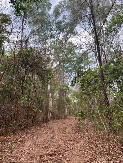 The image shows a dirt path running through a wooded area, possibly in Suthep, Thailand. The ground is covered in dry leaves. Trees of varying types and sizes line both sides of the path, some bare-branched and others with green foliage. The sky is partially visible through the tree canopy. No people or animals are visible in the frame. The overall impression is of a natural, somewhat unkempt woodland environment.