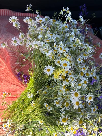 A close-up, overhead shot showcases a large bouquet of wild daisies and smaller purple wildflowers resting on a textured red and white striped fabric. The daisies have white petals and bright yellow centers, while the purple flowers are delicate and clustered. Green stems and leaves are abundant, creating a lush, natural feel. The background is dark and out of focus, with hints of a red and white striped pattern from the fabric peeking through in some areas. The lighting suggests it is daytime, casting shadows that add depth and dimension to the arrangement. The location is not specified in the image itself and cannot be inferred.