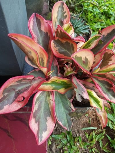 An overhead close-up image depicts a potted variegated plant, likely a Peperomia species, situated outdoors in Naya Andura, India. The plant features numerous ovate to spatulate leaves, approximately 5-10 cm in length, exhibiting a mosaic of dark green, light green, cream, reddish-pink, and brown coloration. The leaf margins are distinctly outlined in reddish-pink. Several leaves show minor irregular perforations or tears. The plant is contained within a dark-colored pot filled with dark brown soil. To the left, a dark grey-blue vertical surface is visible, with a reddish-brown tiled surface beneath it. The background to the right and rear consists of exposed brown soil interspersed with patches of green grass and other out-of-focus green foliage. The scene is illuminated by natural daylight. No individuals or animals are present.