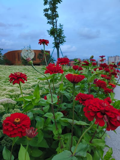 The photograph displays a close-up view of a garden bed filled with blooming red zinnias. The flowers are vibrant and in various stages of bloom, with some fully open and others as buds. Lush green foliage surrounds the flowers, and in the background, a vast expanse of smaller white flowers creates a textured carpet. Further in the distance, a distinctive curved, rust-colored building with circular cutouts is visible, along with a tall, slender tree. The sky above is a cloudy, overcast blue, suggesting a temperate climate. The image appears to be taken from a slightly low angle, emphasizing the flowers in the foreground. Based on the architectural style of the building and the general aesthetic, this scene is likely located in a park or public garden within the city of Jiguan District, China, possibly as part of urban landscaping or a botanical exhibition. There are no people visible in the frame.