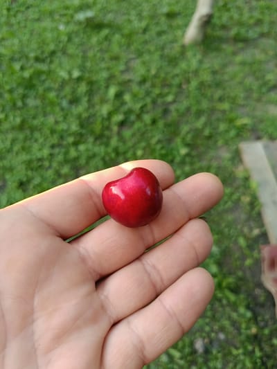 A single, heart-shaped, dark red cherry rests in the palm of a person's hand. The hand is light-skinned and appears to be outdoors, with blurred green grass and a hint of a wooden structure in the background. The cherry is smooth and shiny, with a small indentation at the top where a stem would have been. The lighting suggests it is daytime. The location is not specified in the image.