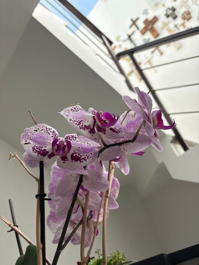 This image captures an interior scene in San Juan Cuautlancingo, Mexico. The primary subject is a potted orchid plant, prominently displayed in the foreground, featuring multiple white and light purple blooms heavily speckled with dark purple and magenta. The orchid stems are supported by slender wooden and dark-colored stakes secured with ties. In the background, to the upper left, a bright skylight or window opening reveals a clear blue sky, indicating direct natural light. To the upper right, a white wall is decorated with numerous crosses of varying sizes, materials (wood, stone, metal), and designs, affixed in a scattered arrangement. A dark metal handrail or balustrade, suggestive of a staircase or upper-level balcony, partially obstructs the decorated wall. The scene is brightly illuminated by natural light, creating shadows on the white walls. No individuals are present.