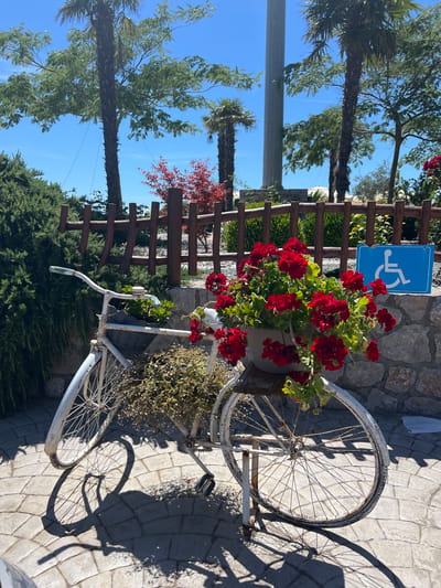 The image depicts an outdoor scene, possibly in the city of Zagora, Montenegro, characterized by bright daylight. A weathered white bicycle, repurposed as a planter, sits prominently in the foreground. Red geraniums spill from a pot placed on the bicycle's frame, with additional greenery trailing from other parts of the bike. Behind the bicycle, a rustic wooden fence separates the area from a stone wall, on which a blue sign with a white wheelchair symbol (indicating accessibility) is mounted. The background features lush green bushes, palm trees, and a clear blue sky. The ground is paved with interlocking stone tiles, casting distinct shadows from the bicycle and the surrounding foliage. There are no people visible in the frame.