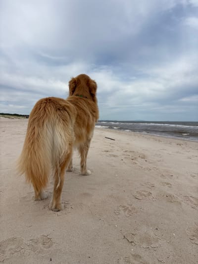 A golden retriever stands on a sandy beach facing the ocean under a cloudy sky. The dog's back is to the viewer, showing its golden fur and tail. Paw prints mark the sand. The ocean's waves break in the background, and a small stick lies on the sand near the shoreline. The image is oriented vertically.