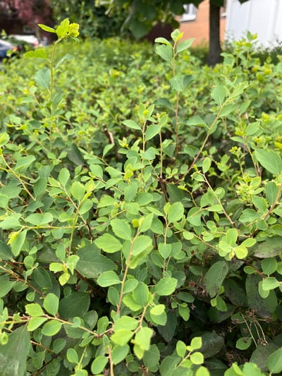 The image shows a close-up view of dense green foliage from a shrub. The leaves are oval-shaped with serrated edges and vary in shade from light green to darker green. Some leaves have small brown spots, possibly indicating damage or disease. The branches are thin and reddish-brown. The background is blurred, but suggests an outdoor setting with more greenery and possibly parts of a building or structure. The lighting appears natural, suggesting it was taken during the daytime. There is no discernible activity or event taking place, and no visible text. The overall impression is that of a healthy, albeit slightly imperfect, shrub in a natural or garden environment. The location context provided is Azov, Russia, which is consistent with an outdoor temperate climate suitable for shrub growth.