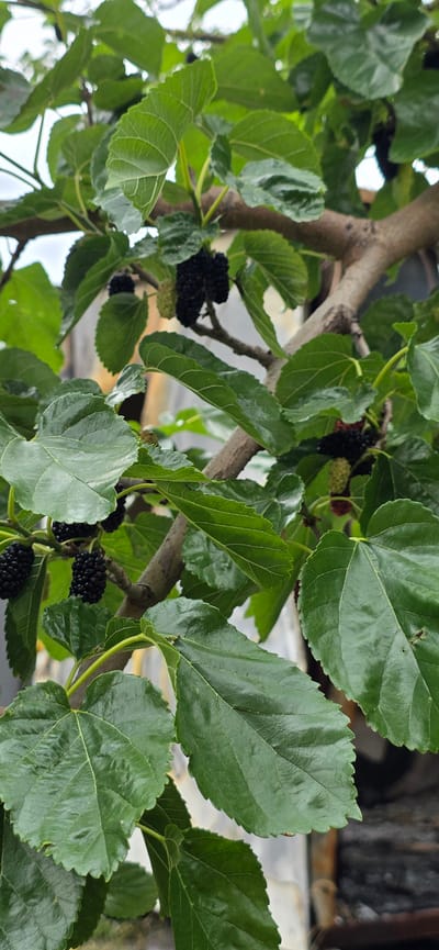 This media file is a close-up, eye-level shot of a mulberry tree branch laden with ripe, dark purple mulberries. The mulberries are clustered together, with some still appearing lighter green or reddish, indicating different stages of ripeness. Large, green mulberry leaves with prominent veins fill the frame, some slightly curled or folded. The branches of the tree are visible, with a rough, brown texture. In the background, there are blurred hints of man-made structures, possibly a roof or wall, suggesting an outdoor setting. The lighting appears natural, indicating daytime, and the overall impression is one of a natural, perhaps domestic, environment. There is no visible text. The image is likely taken in Gori, Georgia, as per the location context.