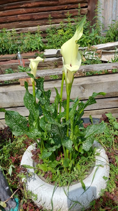 The image shows a close-up view of a potted plant, specifically a calla lily, blooming with yellow flowers. The plant is situated in a white tire that has been repurposed as a planter. The calla lily has large, spade-shaped leaves with white spots, and its flowers are a pale yellow with a distinctive spathe and spadix. The plant is surrounded by other greenery and some small, reddish-purple clover-like plants. In the background, there is a weathered wooden fence and some lush green vegetation, suggesting an outdoor setting. The wooden structure behind the plant is made of horizontal logs. To the left of the plant, partially visible, is a clear plastic bottle. The scene is lit by natural daylight, casting some shadows. The image was taken in Tyubuk, Russia, as indicated by the metadata. There are no people or animals visible in the image.