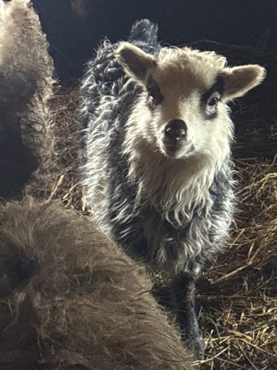A single, light gray, and white lamb lies partially on a pile of dry hay. The lamb's head is turned toward the viewer. The background behind the lamb is dark. The location is unknown, as Кипчак, Russia, cannot be confirmed from the image.