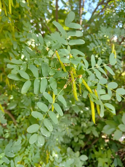 This media file features a close-up, eye-level shot of a branch of a tree, likely in Saransk, Russia. The subject is the foliage and developing seed pods of the tree, which has compound leaves composed of numerous small, oval-shaped leaflets. The leaves are a vibrant green and appear to have water droplets on them, suggesting recent rain or dew. Interspersed with the leaves are several elongated, bright yellow-green seed pods, some of which are curved. A few small, dried-out brown remnants of flowers are also visible. The background is a blur of more green foliage, with hints of sunlight filtering through, indicating it is daytime. The scene is natural and appears to be outdoors, possibly in a park or garden, given the lushness of the vegetation. No people, text, or specific time of day or weather conditions beyond the implied moisture are evident. The overall impression is one of natural growth and the early stages of seed development on a tree.