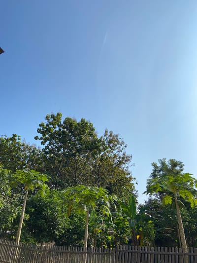 This is a photograph of a clear blue sky above a line of lush green trees and vegetation, with a rustic wooden fence in the foreground. The scene appears to be an outdoor environment, likely in a rural or semi-rural setting. The vegetation includes tall trees with dense foliage, papaya trees with visible fruits, and banana trees. The wooden fence is made of vertical planks of varying shades of brown and gray, suggesting it is weathered. The sky is a vibrant, cloudless blue, with a faint streak of light, possibly a contrail or lens flare, visible in the upper right quadrant. The overall impression is one of a sunny day in a natural or garden setting. The mention of Margorejo, Indonesia suggests a specific geographical location for this scene, implying a tropical or subtropical climate given the vegetation.