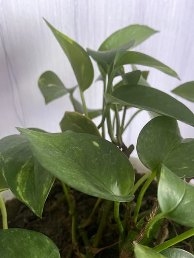 The image shows a close-up view of a potted houseplant with green, heart-shaped leaves. The plant is in focus, and the background is a blurred white curtain. There are no people or animals visible in the image. The image does not contain any information related to Volochysk, Ukraine.