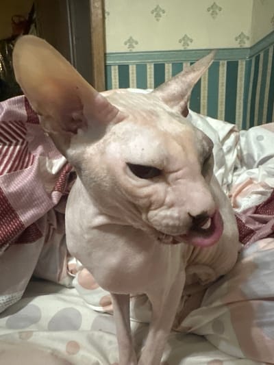 A close-up shot shows a hairless cat, likely a Sphynx breed, with large ears and pink skin. The cat is licking its lips with its tongue visible. It is situated on a bed with white and pink patterned sheets. In the background, there is wallpaper with a repeating green and light green striped pattern, and a portion of a wooden door frame is visible on the left. There is no indication of the cat's location in Togliatti, Russia, or any other specific geographical context. The image captures a moment of the cat's grooming or eating behavior.