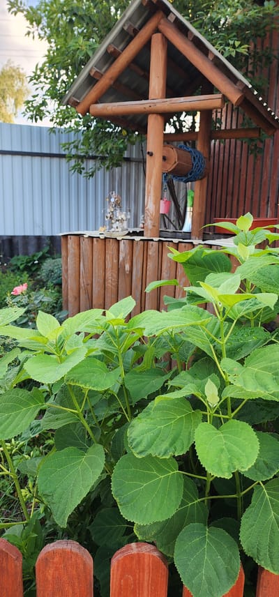 In the village of Larichiha, Russia, a rustic wooden well stands in a garden setting. The well is topped with a gabled wooden roof, supported by thick timber posts. A wooden bucket, wrapped with blue rope, hangs from a winch mechanism. The well itself is constructed from vertical wooden logs. In front of the well, lush green plants with broad leaves dominate the foreground, with a hint of a red wooden fence visible at the bottom of the image. Behind the well, a corrugated metal fence and a wooden fence create the boundary of the property. A small pink flower can be seen to the left of the well, nestled amongst other greenery.