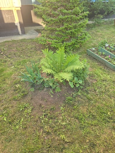 A high-angle, full shot captures a backyard garden scene in Nizhnevartovsk, Russia, bathed in bright sunlight. In the foreground, a cluster of lush green ferns dominates the center of the frame, surrounded by smaller leafy plants and blades of grass. To the left of the ferns, tall, slender green leaves, possibly from iris plants, emerge from the soil. Behind the ferns, a small evergreen tree stands tall, its branches casting shadows on the ground. Further back, a raised garden bed with green wooden borders contains several small plants, including some with pink flowers, suggesting ongoing cultivation. The ground is a mix of sparse green grass and exposed soil, with some dry patches indicating recent watering or drier conditions. A dark-tiled wall of a building is visible on the far left, with a concrete walkway leading away from it. The overall impression is one of a simple, well-tended residential garden in a northern climate, likely during the summer months given the lush greenery and bright sunlight. There are no people or animals present in the image.