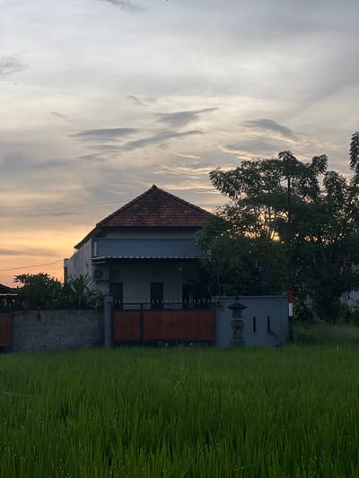 A landscape-oriented photograph captures a scene in Celuk, Indonesia. A house with a terracotta tiled roof is centered with surrounding foliage. Green rice paddies glisten with water droplets on the blades. A large tree is in the background, silhouetted against the sky. The sky is filled with light clouds, and the image is rotated ninety degrees counterclockwise.