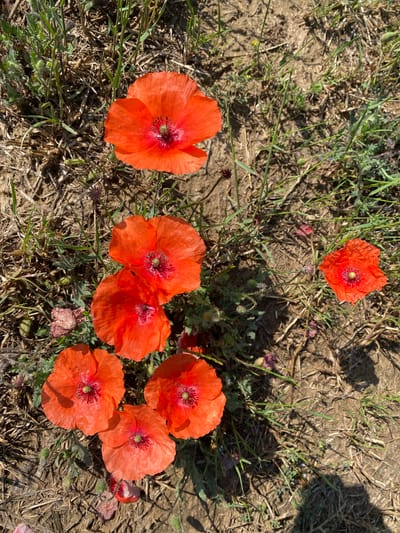 This overhead image depicts seven vibrant red poppies (Papaver rhoeas type) blooming across an uncultivated ground area in Balgarchevo, Bulgaria. The poppies feature delicate, crinkled petals and distinct dark centers with visible stamens and green pistils. One poppy is positioned at the top-center, a cluster of five occupies the mid-left to lower-right section, and a single poppy is located on the far right. The ground is characterized by light brown soil interspersed with dry plant stubble and patches of green grass and various small weeds. Several faded or developing poppy seed pods are also visible. The scene is brightly illuminated by direct sunlight, casting distinct shadows. No people or artificial objects are present.