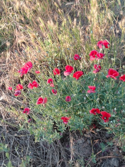 A close-up, top-down view captures a cluster of vibrant red poppies in bloom, interspersed with their developing seed pods. The poppies, with their delicate, crinkled petals, are the dominant subjects, scattering across the frame. They are situated amongst a backdrop of lush green foliage and dry, straw-like grasses. The lighting suggests it is daytime, possibly late afternoon or early morning, as indicated by the warm, golden tones in the dry grasses. The scene appears to be a natural setting, likely a field or meadow. There are no people visible, and no text is present. The overall impression is one of natural beauty and the quiet resilience of wildflowers. The location context of Vasylivka, Ukraine, provides a geographical anchor for this peaceful rural scene.