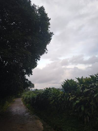 A gloomy sky hangs over a narrow, wet path lined with dense foliage. Lush green plants crowd the right side, while a large, dark tree dominates the left. The path winds into the distance, flanked by thick vegetation. The overcast sky suggests a recent rain, contributing to the somber mood of the scene.