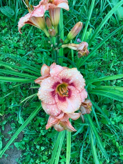 The image shows a close-up, top-down view of blooming daylilies in a garden. The main subject is a fully opened, pale pink daylily with a darker pink and maroon throat, covered in water droplets. Several buds and withered blooms are also visible, along with long, green grass and clover. The image does not contain any indications of human presence or activity. The setting appears to be a natural outdoor environment, potentially a backyard or park, and there is no specific information to suggest the location is within the city of Nikul'skoye, Russia.