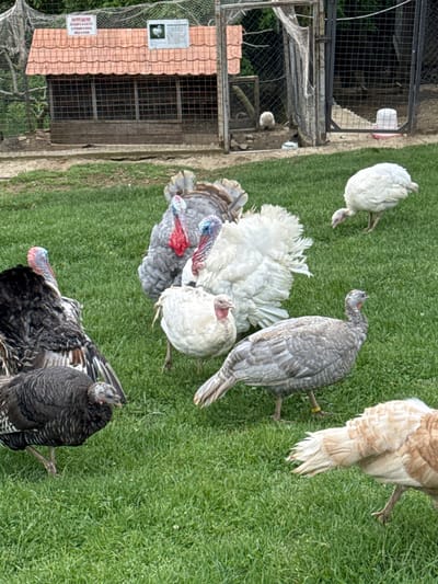 The image shows a group of turkeys on a grassy area near a building or structure that appears to be some kind of enclosure. There are several turkeys of different colors and patterns, including white, gray, and black. Some are standing, while others are close to the ground. The enclosure has a tiled roof and wire mesh sides. There's a sign with text on it. The scene is located in the city of Progress, Russia.