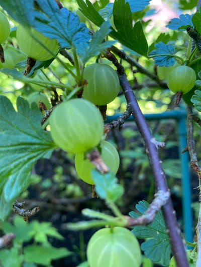 An extreme close-up shot captures a cluster of unripe green gooseberries growing on a thorny bush, likely in a garden setting within Korvet, Russia. The berries, varying in size and ripeness, are spherical to slightly ovular and possess a translucent quality. Some are partially obscured by the dark green, lobed leaves of the gooseberry plant. A thick, dark purple branch runs diagonally across the frame, its rough texture and small, pale buds indicating it is a mature part of the bush. The background is a blur of green foliage and hints of a light, possibly sunny, environment. In the upper right quadrant, a small, segmented caterpillar with a grey and black patterned body is visible on a leaf, its presence suggesting a natural, outdoor setting.