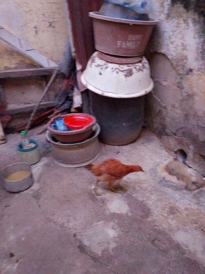 The image depicts an outdoor scene in what appears to be a somewhat neglected or utilitarian area, possibly a backyard or alleyway. The ground is a rough concrete or dirt surface, with some damp patches and scattered debris.
The primary subjects include a chicken walking on the ground in the foreground. Behind the chicken are several large, stacked plastic containers. The largest container, at the bottom, is a dark gray or black color. On top of this is a white, bowl-shaped container, which is somewhat dirty. Atop that is a reddish-brown tub, with the word "FAMILY" faintly visible in white lettering on its side, suggesting it might be a laundry tub or similar household item. A blue and a red bowl are nestled inside the reddish-brown tub. To the left, there is a smaller green plastic bucket with a green lid, containing a clear bottle with a green cap. Further to the left and in the foreground, a metal bowl or basin holds a light-colored liquid, possibly food or water.
In the background, to the left, is a structure with wooden planks, possibly part of a fence or a makeshift shelf, and some draped fabric or tarpaulin. The overall lighting suggests it might be daytime, but the atmosphere is somewhat dim and perhaps overcast, contributing to a slightly somber mood. The setting appears to be in a residential area in Shendam, Nigeria, characterized by these common household items and rough infrastructure. There are no people visible in the frame.