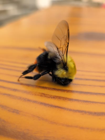 A bumblebee, likely deceased, lies on a wooden surface with visible grain. The bee is black and yellow, with translucent wings. Its legs are splayed outwards. The background is blurred, showing a hint of an outdoor setting. The image was taken in Panamik, India.