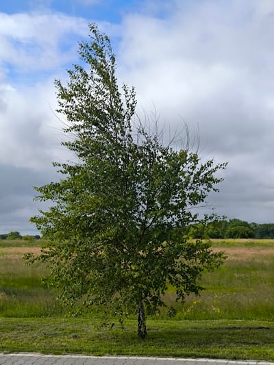 The image depicts a lone birch tree standing in a grassy field under a cloudy sky. The tree is the primary subject, with its green leaves and slender trunk prominently displayed. In the background, there is a field of tall grass, interspersed with some yellow flowers, and a line of trees on the horizon. The sky is a mix of blue patches and large, grey clouds, suggesting the possibility of rain or an overcast day.
The scene appears to be set in a rural or semi-rural area, possibly a park or open countryside. The foreground shows a manicured grassy area leading to a paved path or sidewalk. The overall mood of the image is serene and natural, with the tree dominating the landscape and the soft light from the cloudy sky casting a gentle illumination. There are no people or animals visible in the frame, and no text is present. The time of day is not clearly indicated, but the diffused light suggests it could be daytime, perhaps late morning or afternoon. The location context is given as Laskino, Russia.