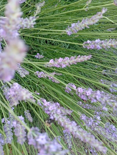 The image is a close-up, vertical, outdoor shot of lavender plants. The plants are predominantly green with spikes of light purple flowers. The focus is shallow, with some lavender stalks and flowers sharp and in the foreground, while others recede into a soft blur. The background is also blurred, showing more green foliage and a hint of dark soil. A small, dark insect, possibly a bee, is visible in the mid-ground on a lavender stalk. The scene suggests a garden or field. No specific landmarks or features indicating the city of Truskavets, Ukraine are present in the image.