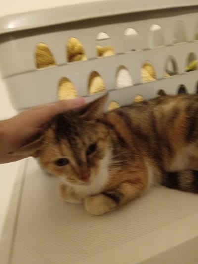 The image displays an indoor scene featuring a domestic cat and a human hand. The cat, a tortoiseshell or calico with mottled brown, orange, and white fur, is lying down on a light-colored, ridged surface. A human hand, with visible skin tones, is positioned on the cat's head, appearing to pet it. The cat's head is slightly lowered, and its eyes are partially closed. In the background, a light-colored, possibly gray or white, plastic container resembling a laundry basket is present. This container exhibits two horizontal rows of arched cut-out openings, through which blurred yellowish-brown material is visible. The specific location in the city of Blaye, France, cannot be determined from the visual information provided.