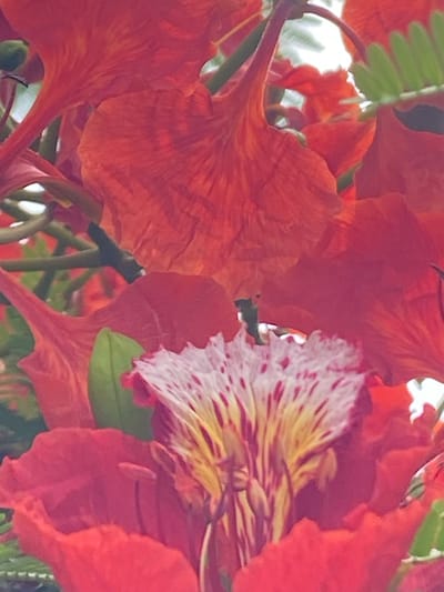 The image shows a close-up of vibrant red flowers, possibly Royal Poinciana or Flame Tree, interspersed with green leaves. The flowers feature a striking white and yellow patterned petal with reddish-purple markings. The location, Abakaliki, Nigeria, cannot be determined from the visual information provided in the image. There are no people, subjects, objects, actions, or interactions visible other than the flowers and foliage. The environment is limited to the immediate surroundings of the flowers.