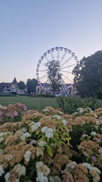 This photograph captures a Ferris wheel illuminated with blue and yellow lights, set against a pale blue twilight sky. In the foreground, a dense cluster of flowering shrubs with clusters of small white and tan flowers dominates the lower portion of the frame. Behind the shrubs, a neatly manicured lawn stretches towards a collection of buildings. To the left, a multi-story building with a red-tiled roof and a prominent tower stands out. To the right and slightly behind the Ferris wheel, the tops of dense green trees are visible. The scene appears to be set in a park or recreational area. This Ferris wheel is located in Keszthely, Hungary.