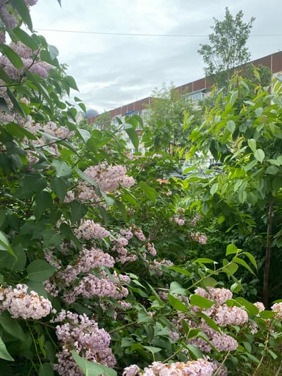 In Yuzhno-Sakhalinsk, Russia, a medium shot captures a dense cluster of flowering lilac bushes in the foreground, their pale pink blossoms and green leaves filling most of the frame. Behind the lilacs, a multi-story residential building with a brown facade and light-colored windows is visible, suggesting an urban or suburban setting. A tall tree with abundant green foliage rises from behind the building, its branches reaching towards the overcast sky. The sky itself is a muted gray, indicative of cloudy weather. The scene appears to be a naturalistic view within a developed area, with the focus on the blooming lilac bushes against a backdrop of urban infrastructure.