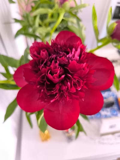 The image displays a close-up view of a vibrant, dark red peony flower. The bloom is lush and multi-petaled, with a ruffled, intricate center and broader, smoother outer petals. Green leaves and stems are visible, framing the flower and suggesting it's part of a larger bouquet or arrangement. In the blurred background, hints of other flowers with pale pink hues can be seen, along with out-of-focus objects that appear to be on a shelf or table. The overall setting seems to be indoors, possibly a home or a shop, given the presence of decorative elements and the soft lighting. There are no people or explicit activity depicted; the focus is solely on the beauty and texture of the flower. The lighting suggests it could be daytime, but no specific time can be determined. There is no visible text in the image. The context of Frankfurt, Germany, does not provide any direct visual cues within the image itself.