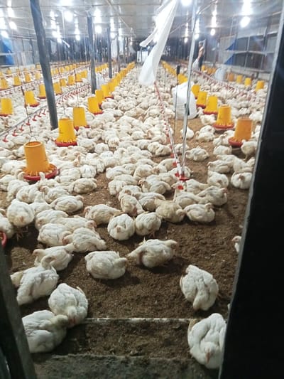 An indoor poultry farming facility in Tu, Indonesia, is depicted, densely populated with thousands of white broiler chickens. The chickens occupy the entire brown, litter-covered floor. Overhead, numerous bright light fixtures illuminate the long, narrow building. Rows of yellow bell-type feeders with red bases are suspended from the ceiling, along with parallel lines of red and white nipple drinkers. A large white fabric sheet hangs from the ceiling on the left. In the background, a single individual dressed in dark clothing stands partially visible among the chickens and equipment. A white bag, possibly containing feed, is positioned on the floor in the mid-ground. The scene indicates a commercial chicken rearing operation.