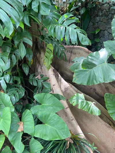 The image shows a close-up view of dense tropical vegetation, likely in Kerobokan, Indonesia. A thick, tan-colored tree root or base structure is the central element, around which various green plants grow. There are large, heart-shaped leaves and split-leaf philodendrons. A stone wall is visible in the background. There are no people or overt actions depicted.