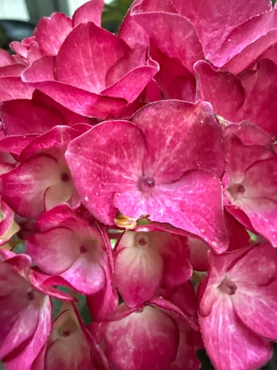 A close-up, top-down view of a cluster of vibrant pink hydrangeas is presented. The flowers, characterized by their ruffled petals and deep pink hues with lighter, almost white centers, fill the frame. The lighting suggests an outdoor setting, likely during the daytime, with soft shadows hinting at the natural light source. The image captures the intricate details of the petals, including subtle veining and slight imperfections, adding to the natural beauty of the flowers. The background is a blurred mix of green and darker tones, consistent with foliage and perhaps other flowers. There are no people or any man-made objects visible in the frame.
The exact location in Amstelveen, Netherlands, cannot be determined from the provided image alone.