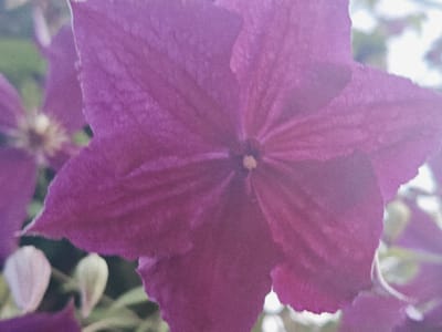This is a close-up, shallow depth-of-field photograph of a large, deep purple flower, likely a clematis, in bloom. The flower has six prominent petals, radiating from a central stamen which is a lighter, yellowish-tan color. The petals have a velvety texture and are slightly unfurled, showing their delicate structure. The background is blurred, with hints of other floral elements, green foliage, and bright white areas that suggest daylight. There are also several small, pale buds visible in the lower left and lower right sections of the image, suggesting the plant is in its flowering season. The overall impression is one of natural beauty and tranquility. The image was likely taken outdoors during the daytime, given the bright, diffused light. There is no visible text in the image. The location context provided is Подстёпки, Russia, which is a village in Samara Oblast known for its natural landscapes.