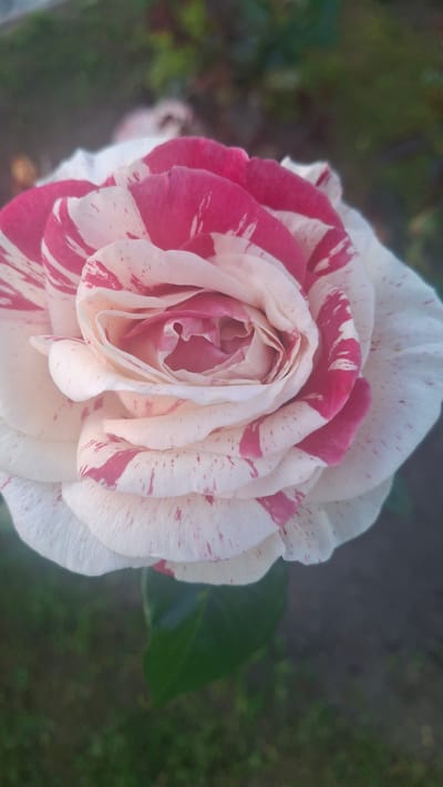 A close-up, eye-level shot shows a bi-colored rose in bloom, with petals of white and varying shades of pink and red. The rose is in the center of the frame, with its petals layered and unfurling towards the top. The background is blurred, showing hints of green foliage and dark, earthy tones, suggesting an outdoor garden setting. The lighting appears soft and natural, casting a gentle glow on the rose. The image is likely a photograph taken in the natural environment of Дзямідавіцкі сельскі Савет, Belarus.